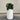 Green potted plant in a white cylindrical pot on a wooden floor with a plain wall background
