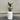 Potted plant in a white cylindrical pot on a wooden floor with a plain wall background