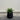 Black planter with a green plant on a wooden floor against a white wall