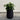 Potted plant in a black pot on a wooden floor with a plain white wall background