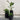 Three potted plants in black pots on a wooden floor against a white wall.