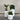 Three potted plants in white cylindrical pots on a wooden floor with a plain background