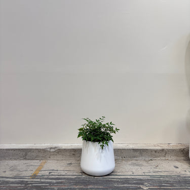 White Tulip Shaped Planter Pots– Mix & Match or Grab the Full Set!