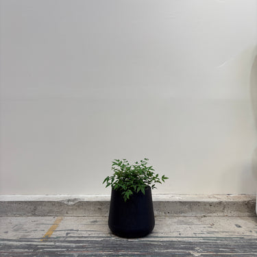 Charcoal Tulip Shaped Planter Pots– Mix & Match or Grab the Full Set!