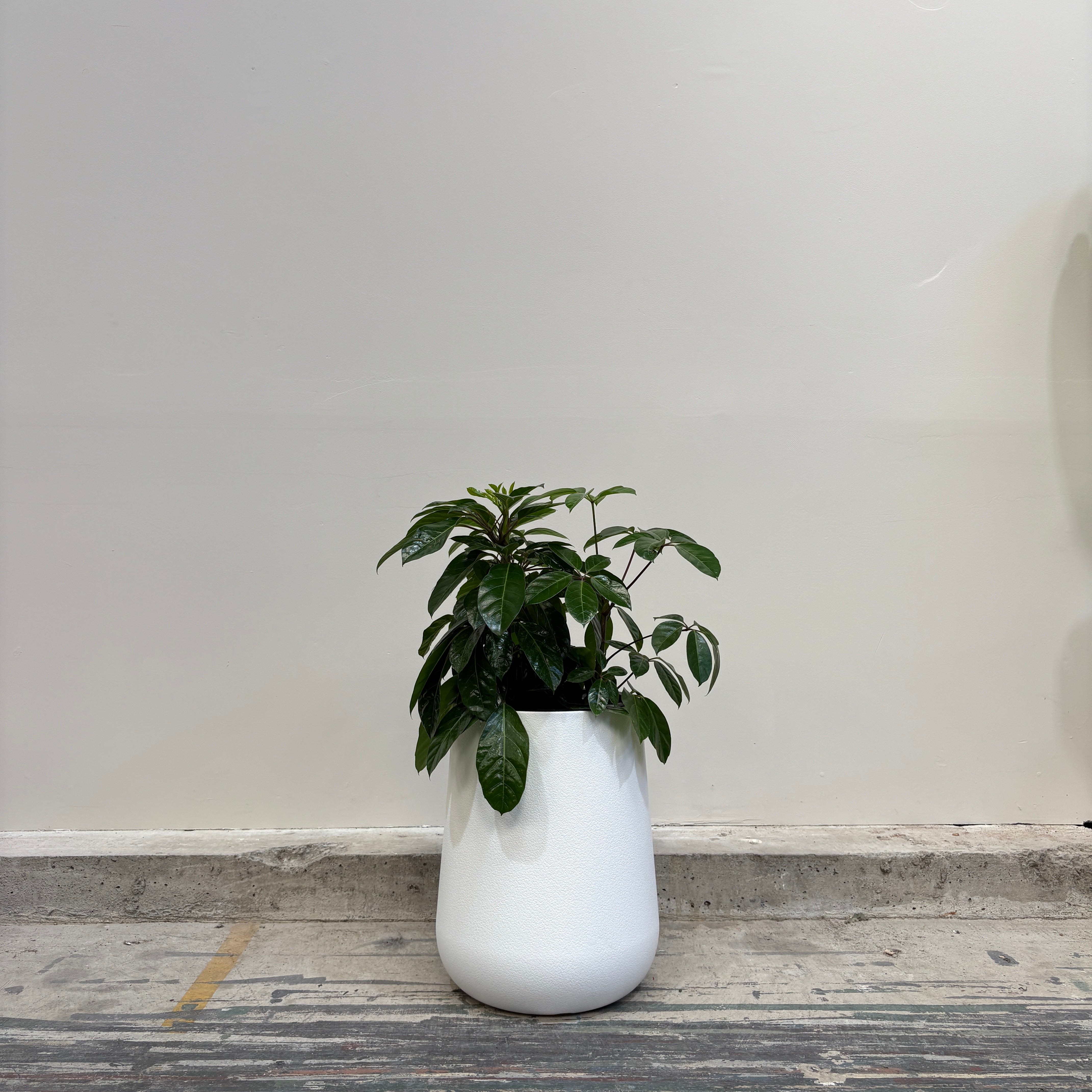tulip shaped plant pot White Tulip Shaped Planter Pots– Mix & Match or Grab the Full Set! – Direct Furniture Outlet
